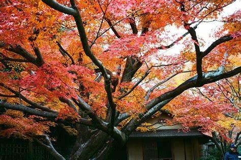 分享大阪及其周边8个欣赏枫叶的好地方5