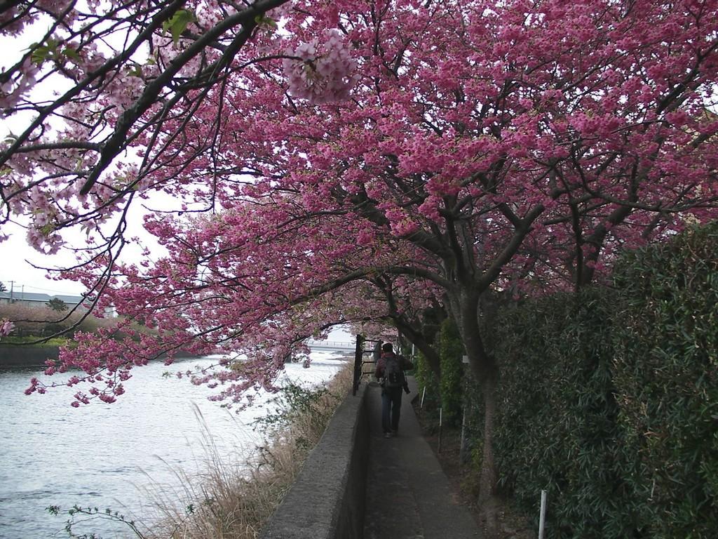 伊豆旅游一年中赏梅樱枫最佳时间1