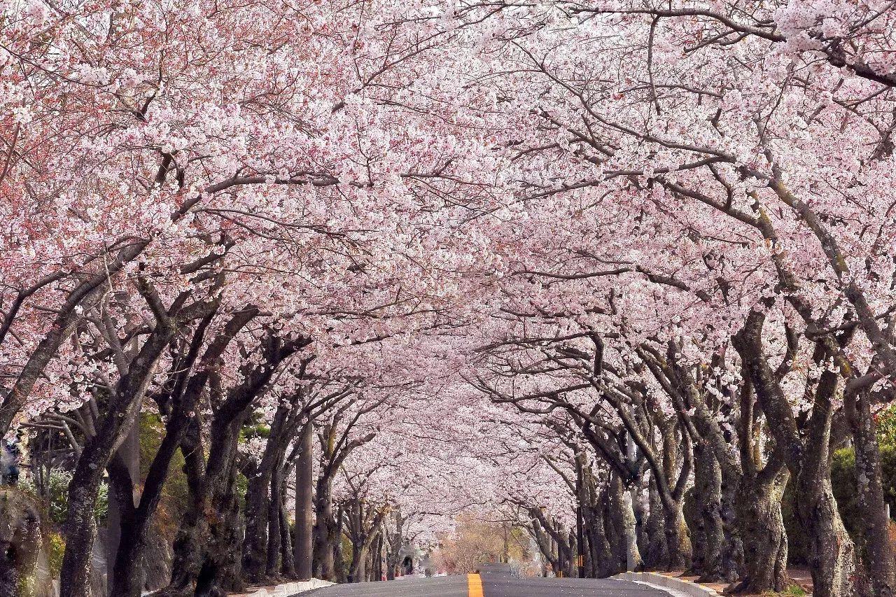 伊豆旅游一年中赏梅樱枫最佳时间2