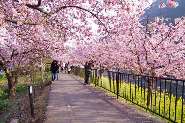 伊豆旅游一年中赏梅樱枫最佳时间3