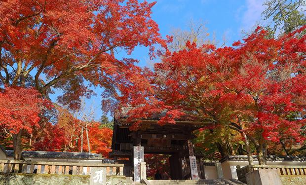 伊豆旅游一年中赏梅樱枫最佳时间4