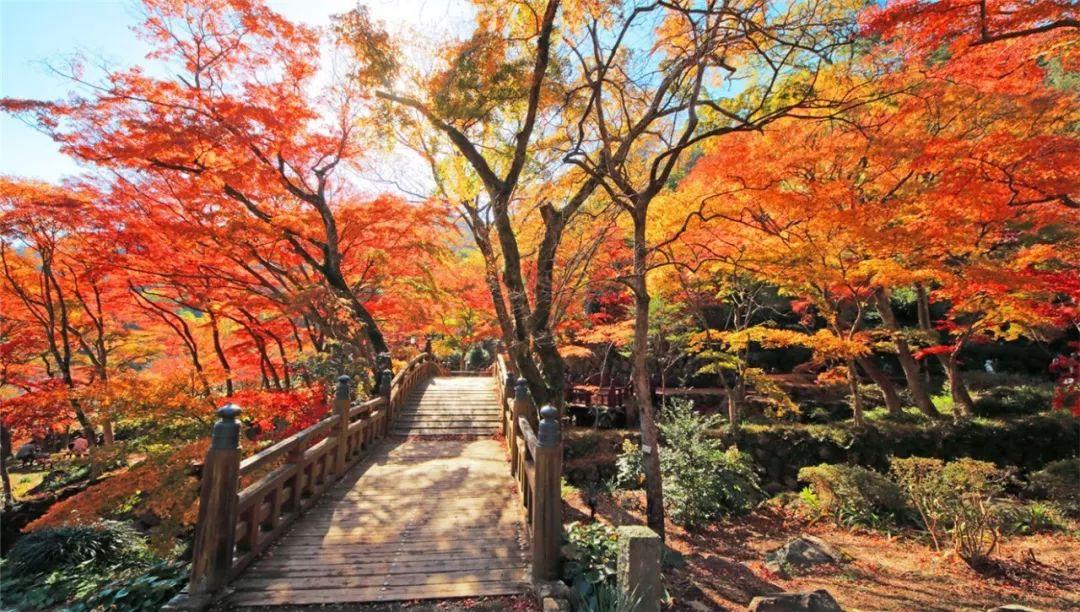 伊豆旅游一年中赏梅樱枫最佳时间5