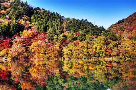 东京最受欢迎的枫叶观赏地点4