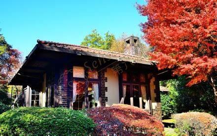 东京最受欢迎的枫叶观赏地点7