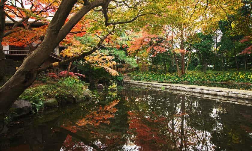 东京最受欢迎的枫叶观赏地点8