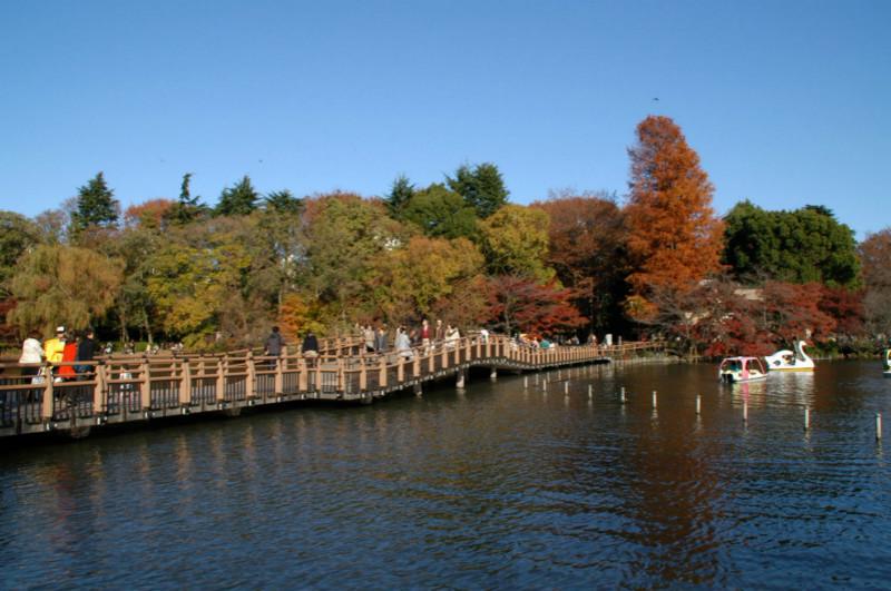 东京最受欢迎的枫叶观赏地点9