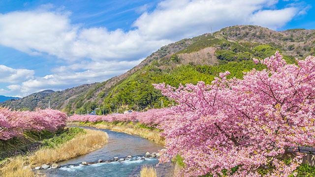 伊豆自由行路线推荐，这样游玩才有趣！3