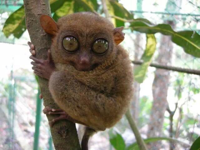 薄荷岛都有些什么样的景点呢？3