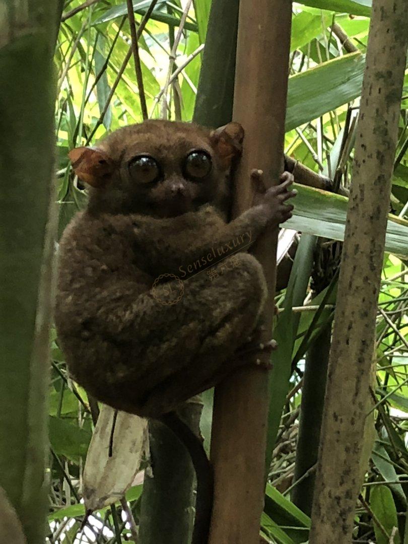 薄荷岛都有些什么样的景点呢？4