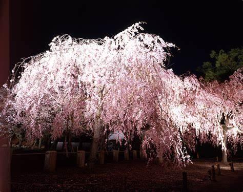 神户游玩指南，提前来了解神户旅游最佳时间5