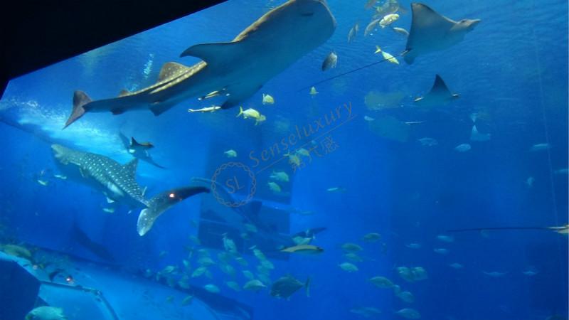 一起来了解下冲绳都有哪些好玩的景点3