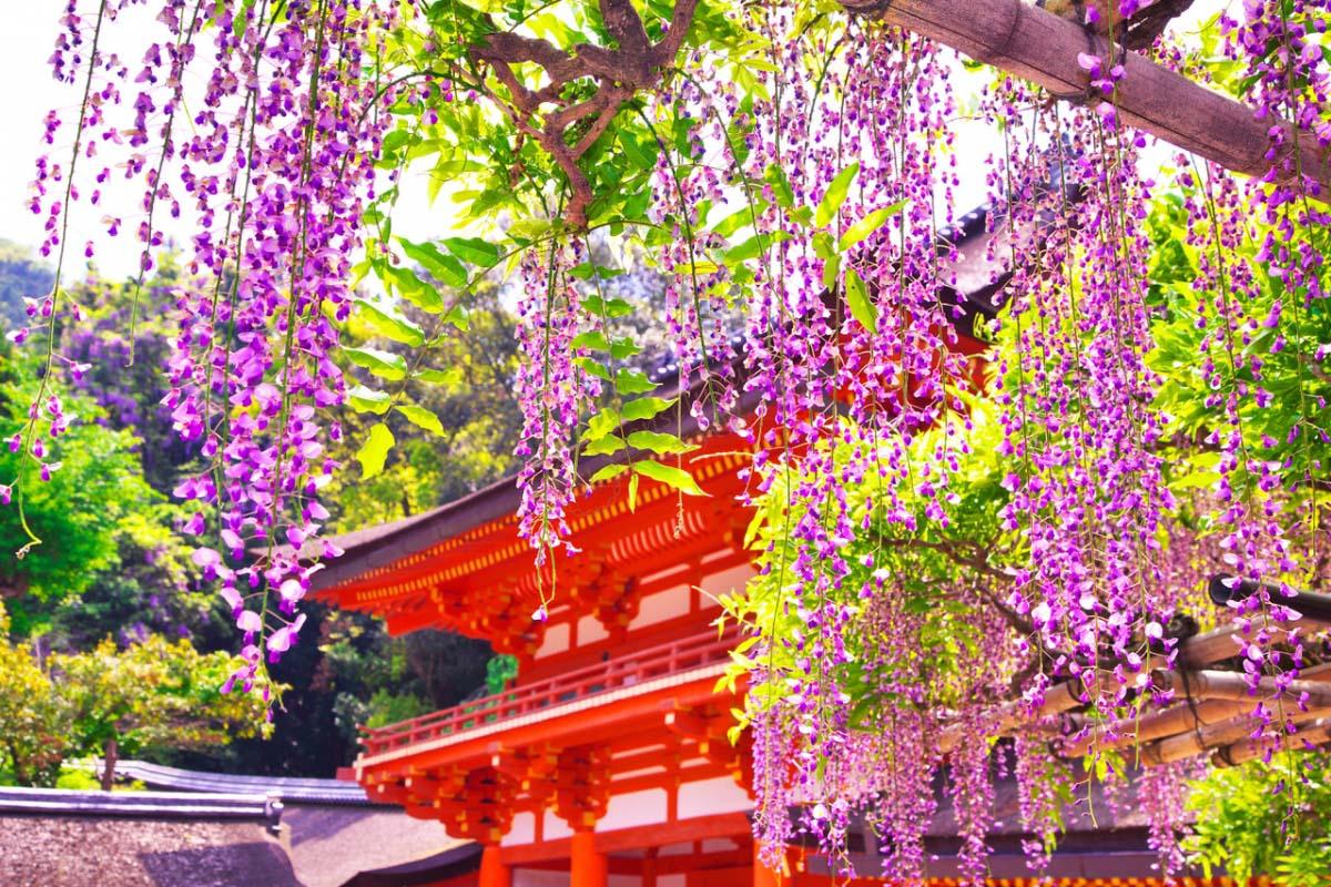 奈良旅游注意事项都有哪些？我们一起来看看吧！6