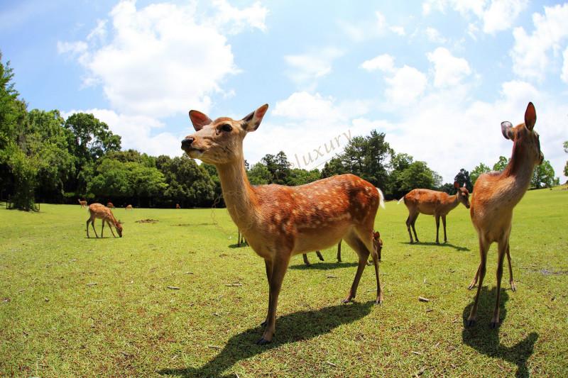 只知道奈良的小鹿？奈良旅游景点其实还有这些！1