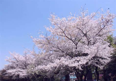 去奈良旅游，这个季节才是最佳的时间6
