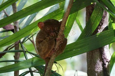 薄荷岛性价比最高的度假村酒店是哪个？4
