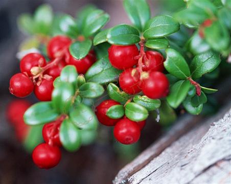 最新的芬兰旅游攻略分享，吃住玩乐全都有！3