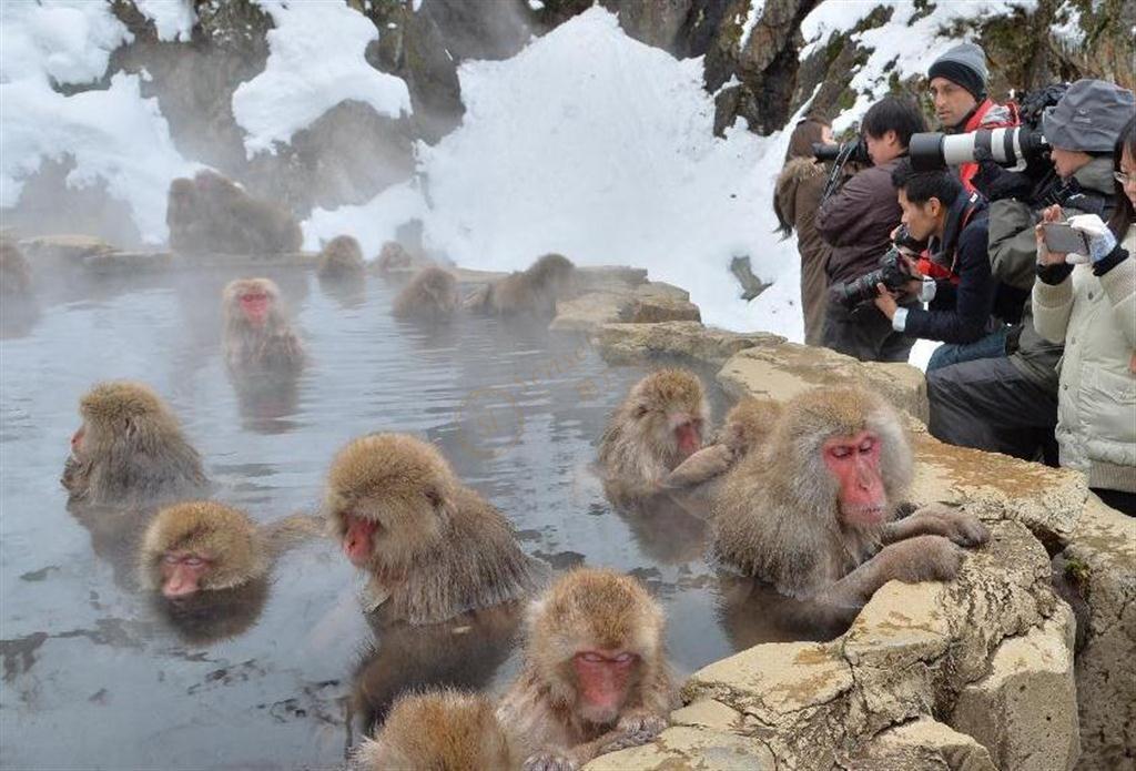 长野旅游，这些必打卡的景点你知道吗6