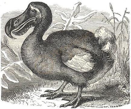 跟着这篇毛里求斯购物攻略买遍岛上各类特色商品！1