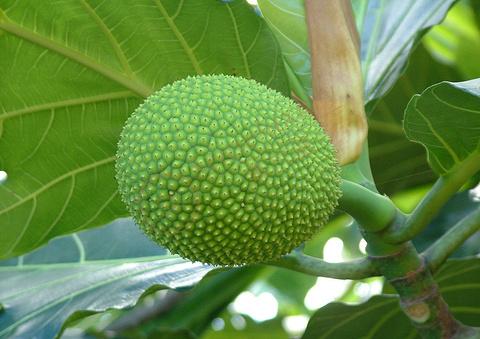 大溪地7大美食推荐，有这篇攻略就足够了！3