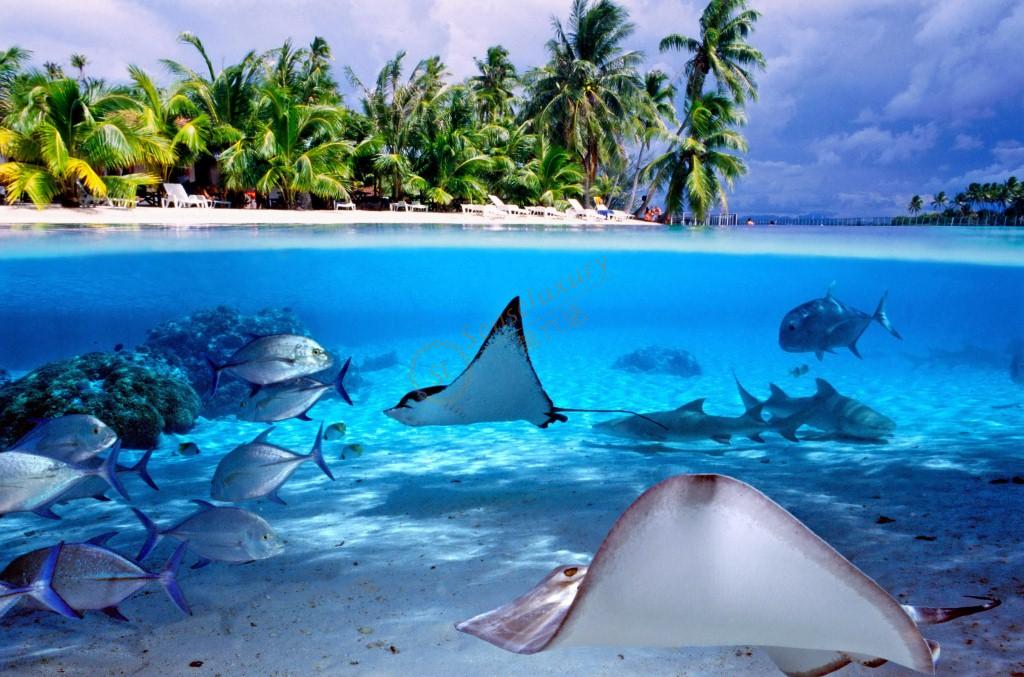 开启全新大溪地度假玩法，最全自由行路线推荐6