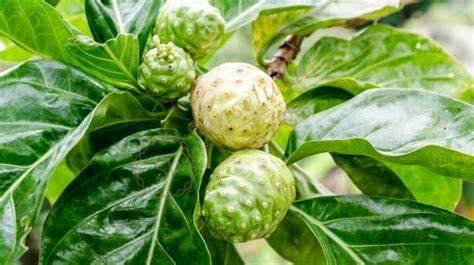 第一次 来大溪地旅游，必不可少的攻略大全4