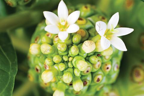 大溪地，一年四季旅游都是最佳时间的一个地方！3