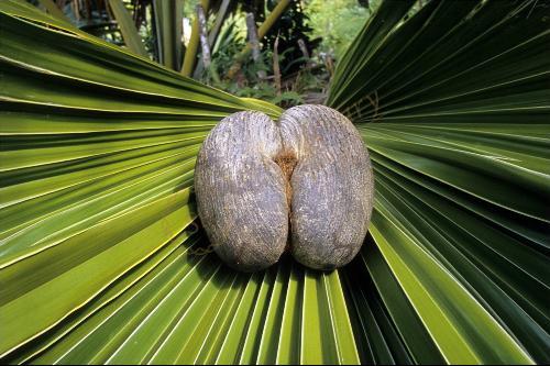 想尝遍塞舌尔大街小巷的美食，那么一定得看这篇攻略！1