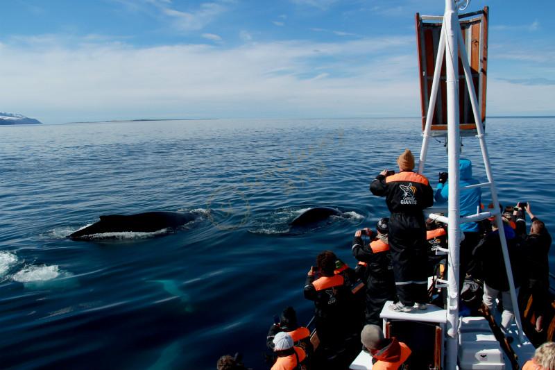 不知道去冰岛旅游怎么玩，那就来看看这篇攻略吧！5