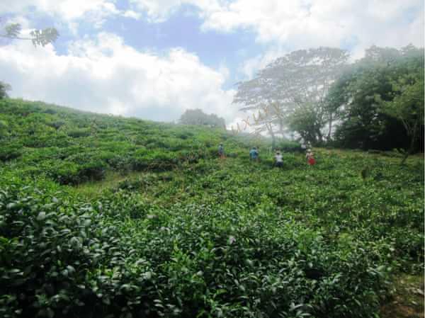 去塞舌尔旅行,买东西必看的购物攻略!1