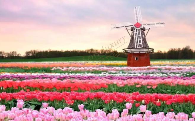 值得收藏的阿姆斯特丹经典游玩攻略4