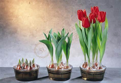 阿姆斯特丹特产集锦，阿姆斯特丹购物攻略2