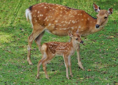冬季去东京游玩，这些景点不要错过4