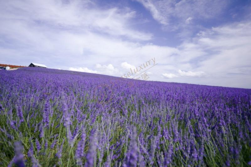 普罗旺斯自由行线路推荐，让你不迷路轻松度假1