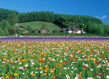 北海道都有哪些好玩和好吃的？2