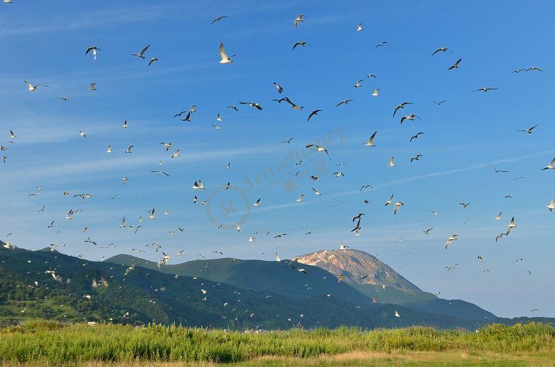 北海道全面游玩攻略，旅途顺顺利利5