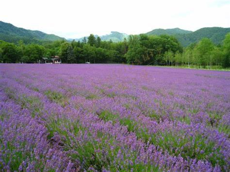 北海道别墅度假怎么样，选什么？5