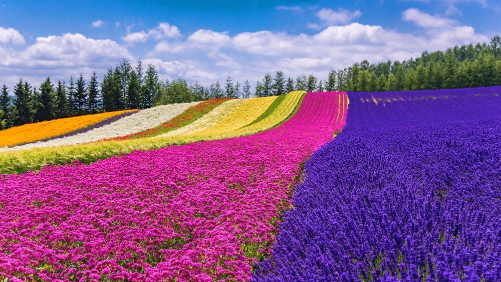 来北海道度假，看毫不逊色的薰衣草海洋1