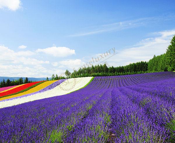 来北海道度假，看毫不逊色的薰衣草海洋2