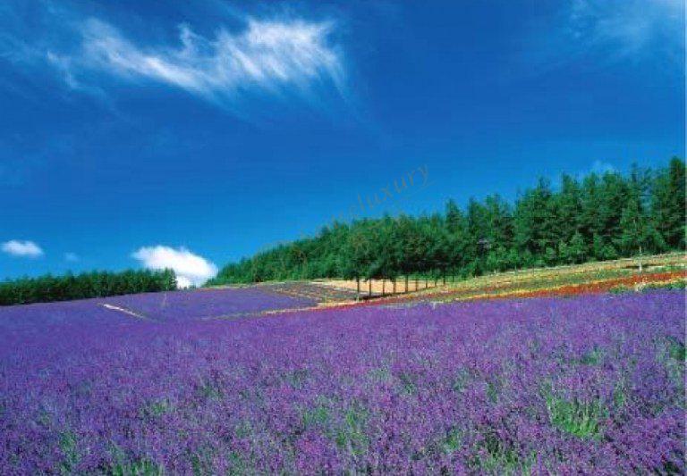 来北海道度假，看毫不逊色的薰衣草海洋3