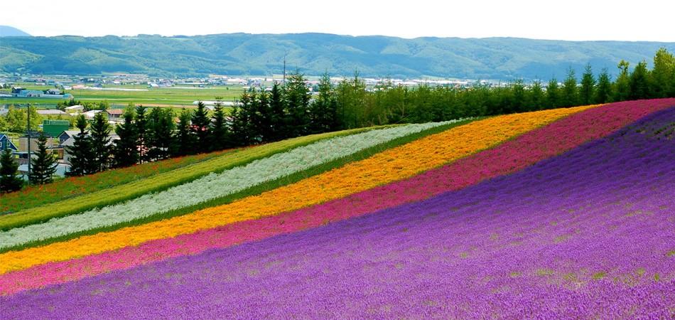 来北海道度假，看毫不逊色的薰衣草海洋4