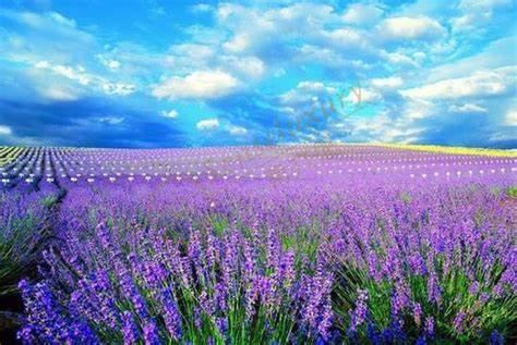 来北海道度假，看毫不逊色的薰衣草海洋5