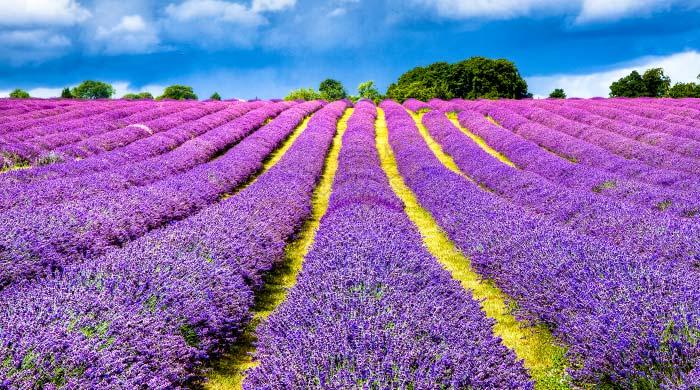 来北海道度假，看毫不逊色的薰衣草海洋6