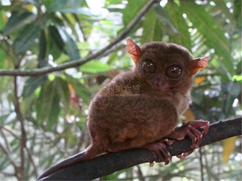 在美丽的菲律宾薄荷岛，来一场说走就走的旅行3