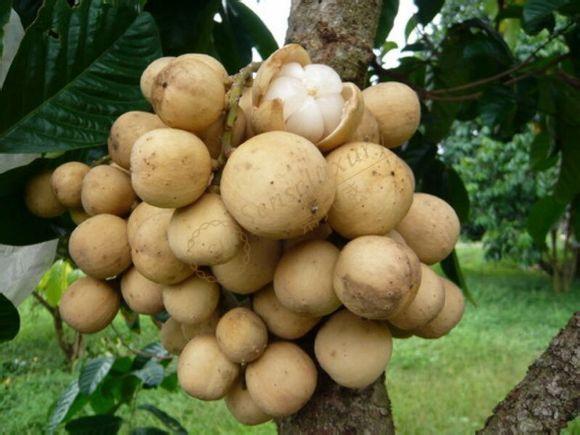 清迈吃喝玩乐齐全，度假必备手册1