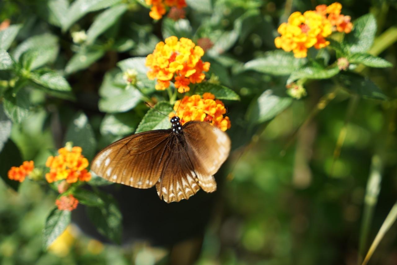 清迈吃喝玩乐齐全，度假必备手册3