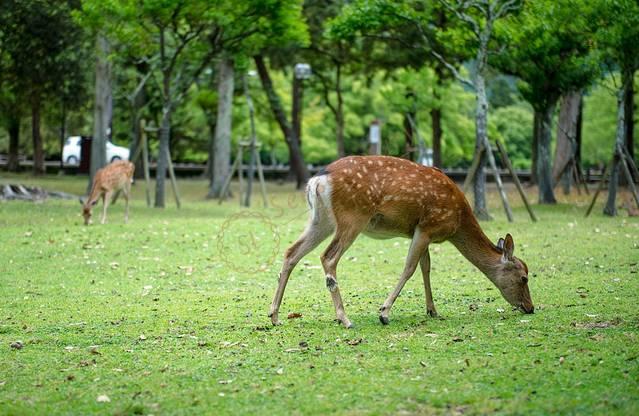 即将过年了，去京都过年怎么样？6