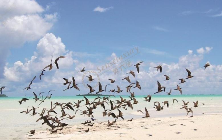 海岛中的爱马仕，大溪地旅游攻略6