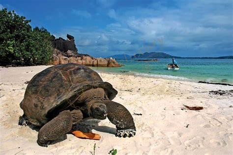 第一次去塞舌尔旅游，大家最关心的是要多少钱5