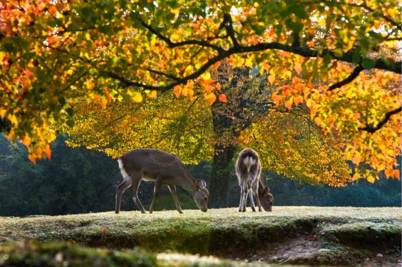 日本奈良自由行笔记，一个最适合慢慢闲逛的地方3