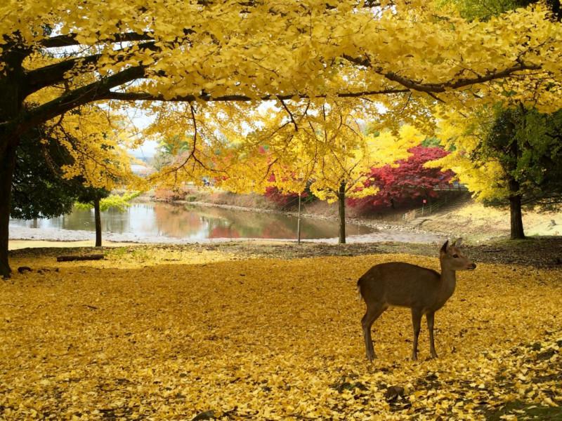 你只知道奈良很美还不行，去旅行选好时间段很重要6